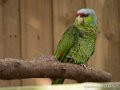 amazone-tetebleue-gx8_0444