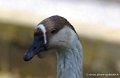 asson_0034