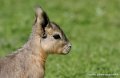 asson_0067