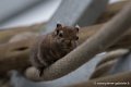 ecureuil-swinhoe-d750_5794