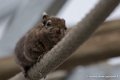 ecureuil-swinhoe-d750_5795