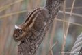 ecureuil-swinhoe-d750_5808