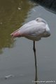 flamant-d750_5789