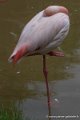flamant-d750_5790