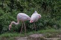 flamant-d750_5792