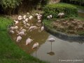 flamant-gx8_0448