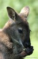 kangourou_0054