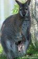 kangourou_0055