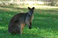 kangourou_0056