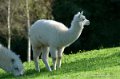 lama_0061