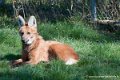 loup_0360