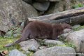 loutre-d750_5814