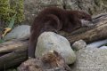 loutre-d750_5815