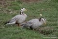 oie-tetebarree-d750_5816