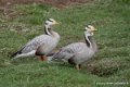 oie-tetebarree-d750_5817