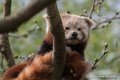panda-roux-d750_5827