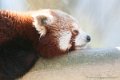 panda_0330