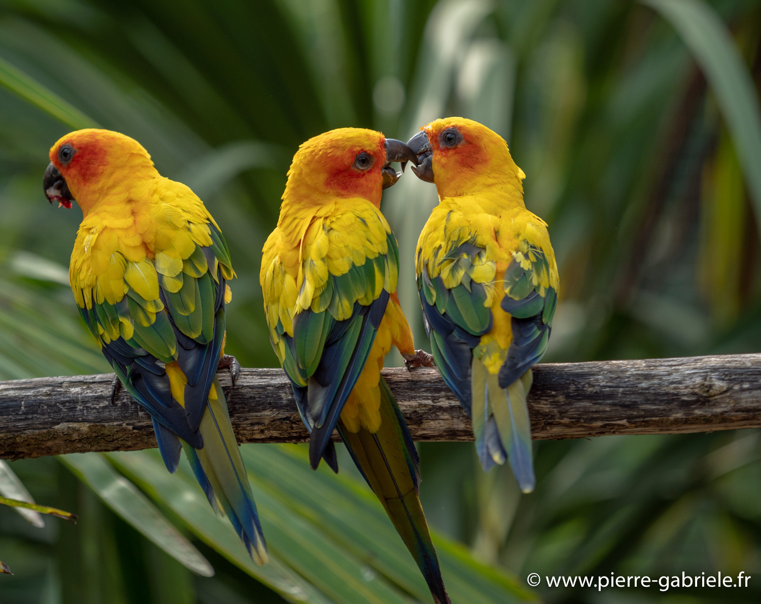 conure-soleil-g91_4079.jpg