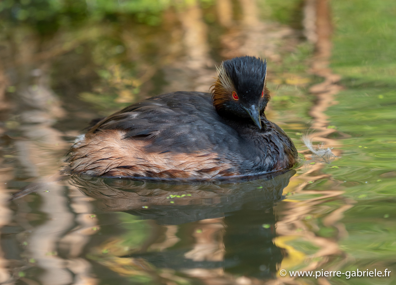 grebe-g91_4020.jpg