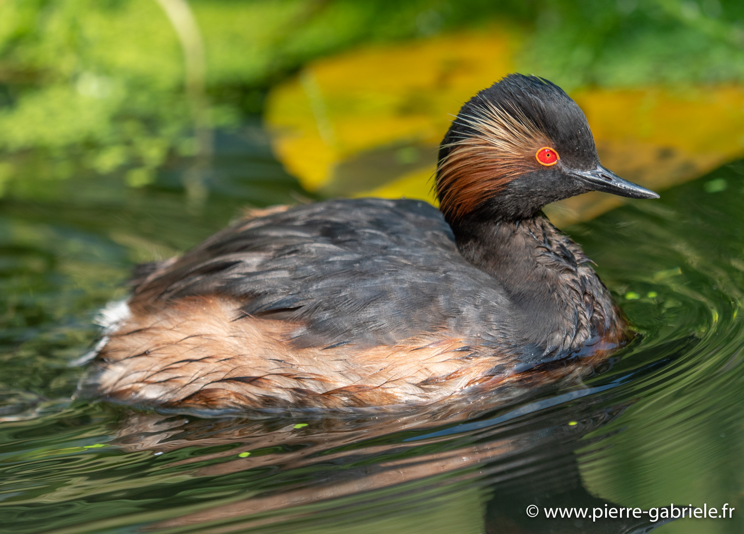 grebe-g91_4025.jpg