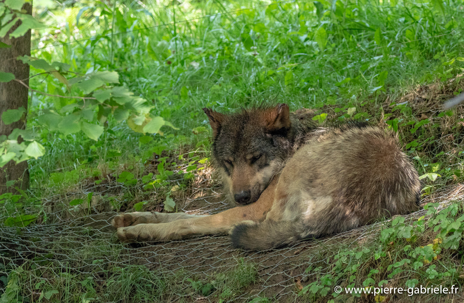 loup-g92_5309.jpg