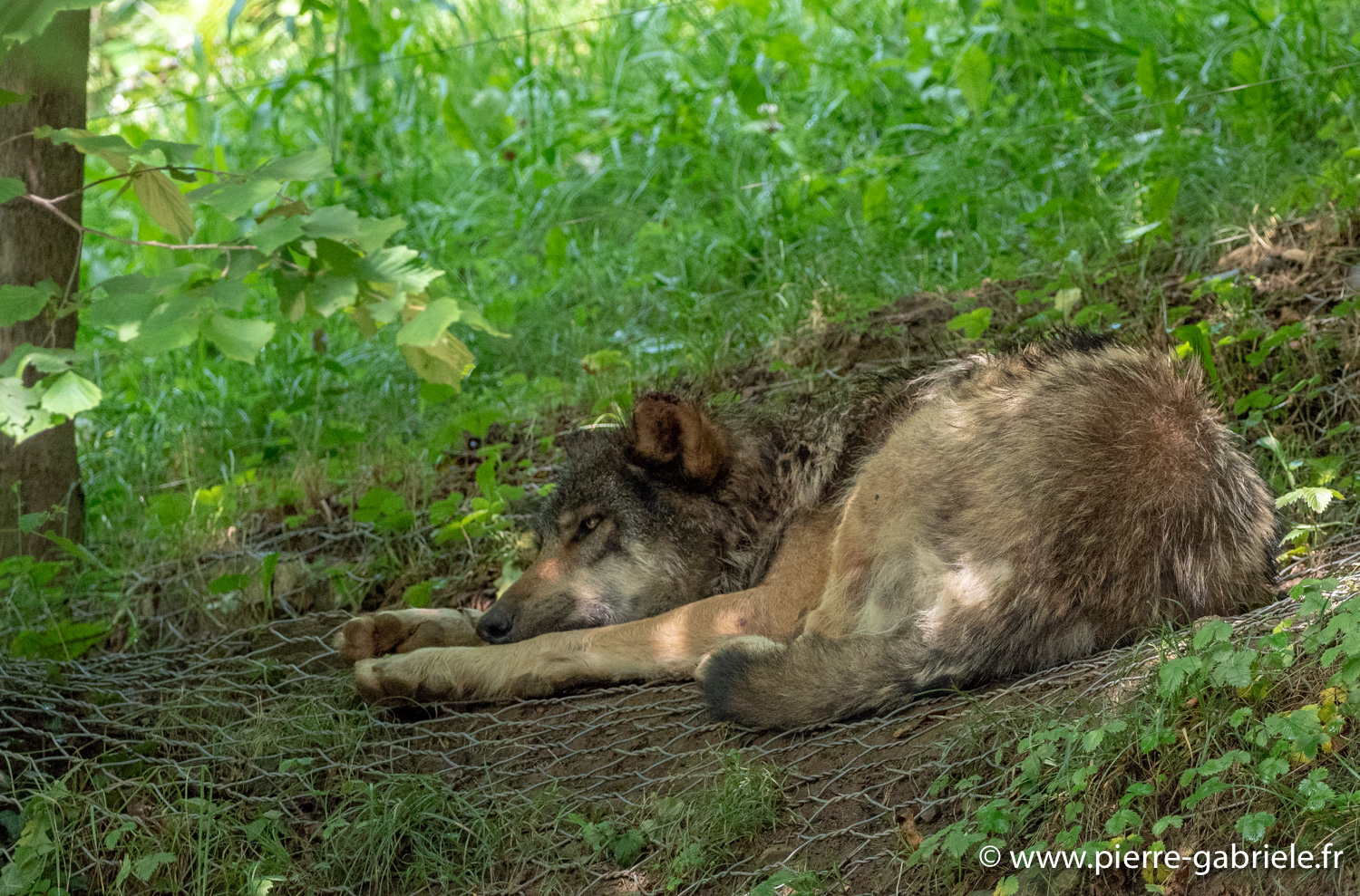 loup-g92_5310.jpg