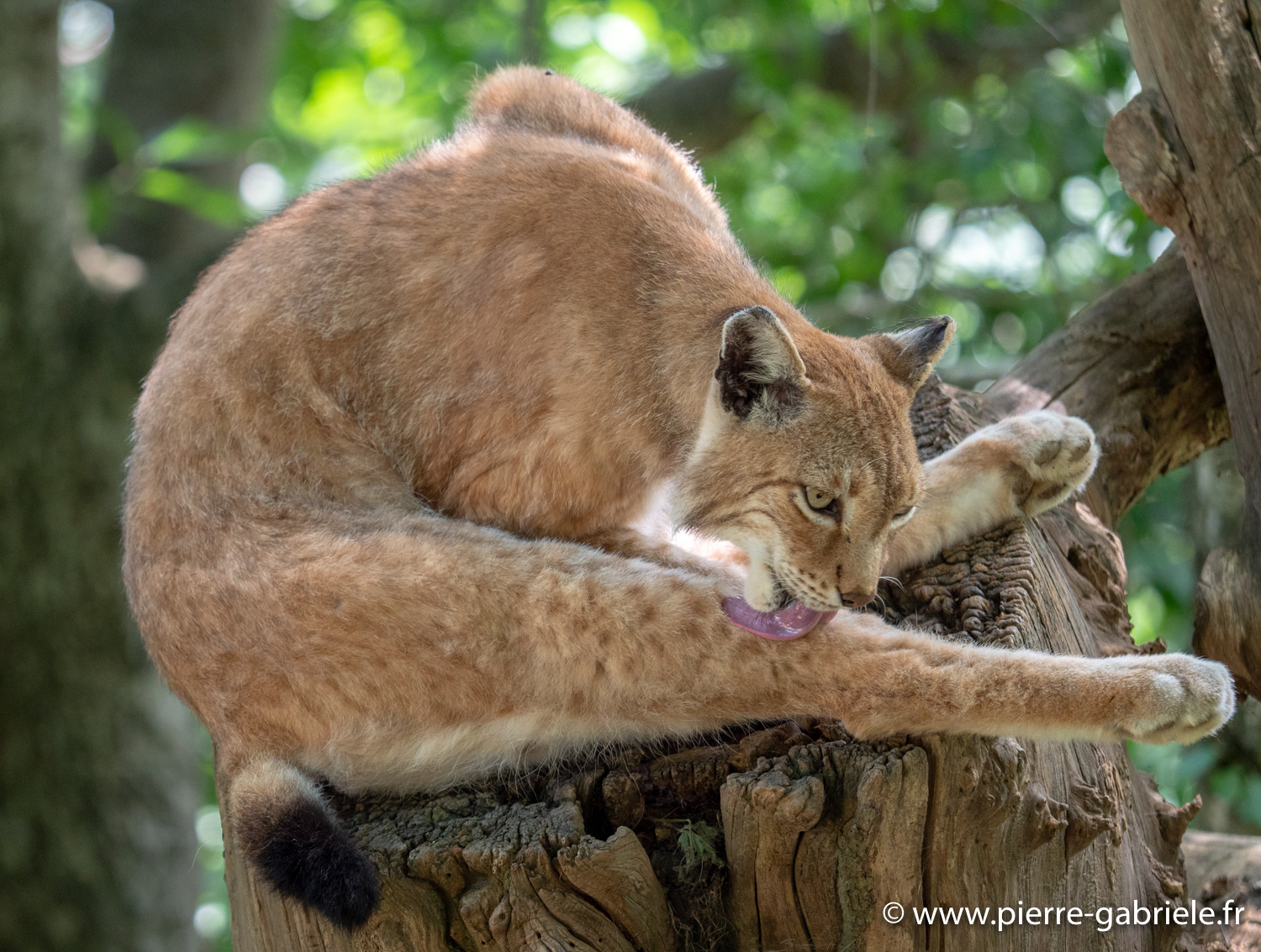 lynx-g91_4103.jpg