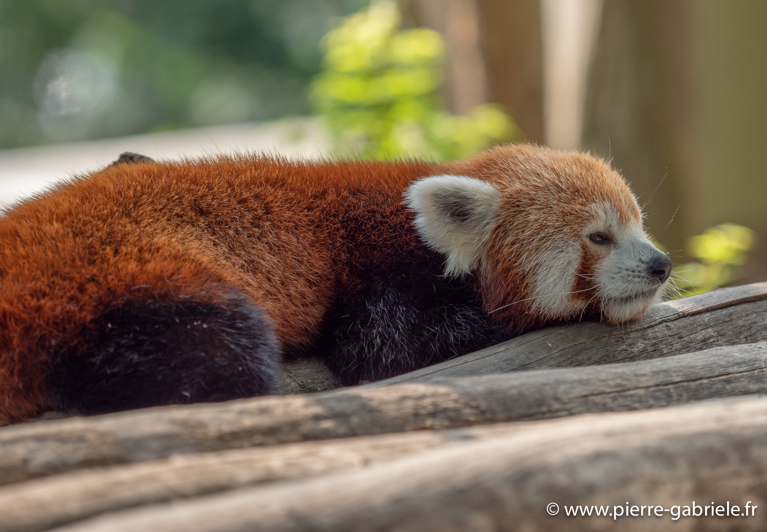 panda-roux-g91_4066.jpg