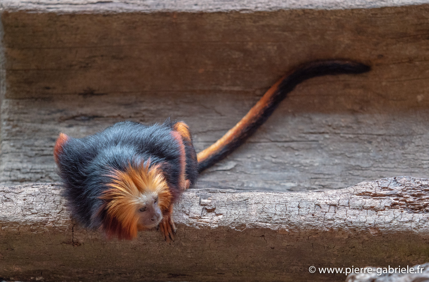 tamarin-lion-g91_4150.jpg