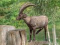 bouquetin-desalpes-g91_4091