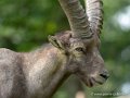bouquetin-desalpes-g92_5284