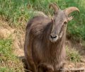 bouquetin-desalpes-g92_5291