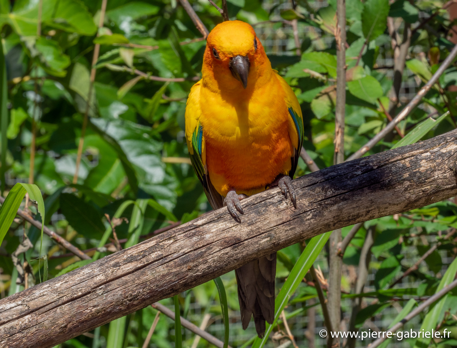 conure-soleil-g91_6095.jpg