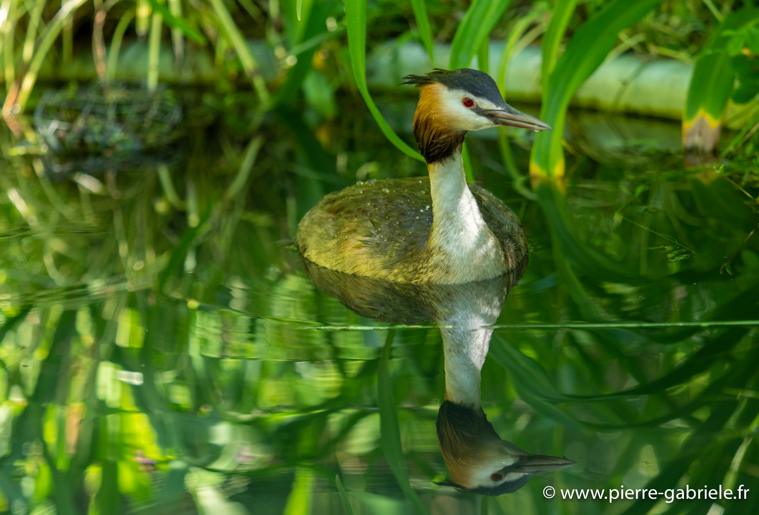 grebe-huppe-g91_6028.jpg