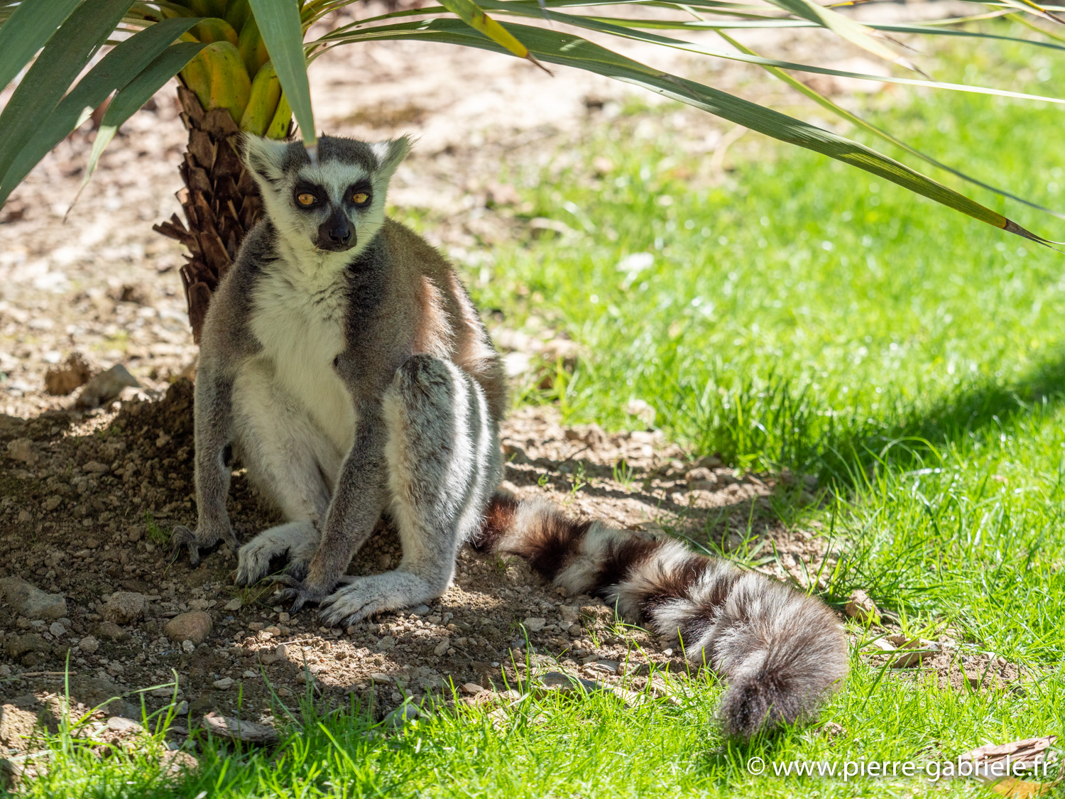 lemurien-g91_6078.jpg