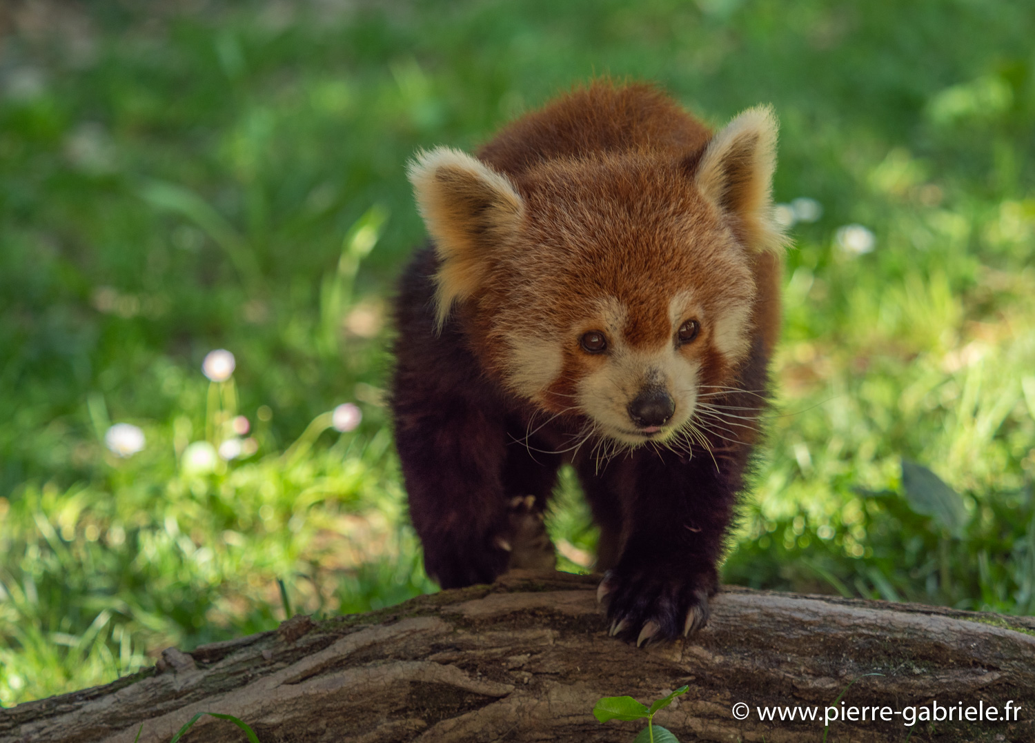 panda-g91_6073.jpg