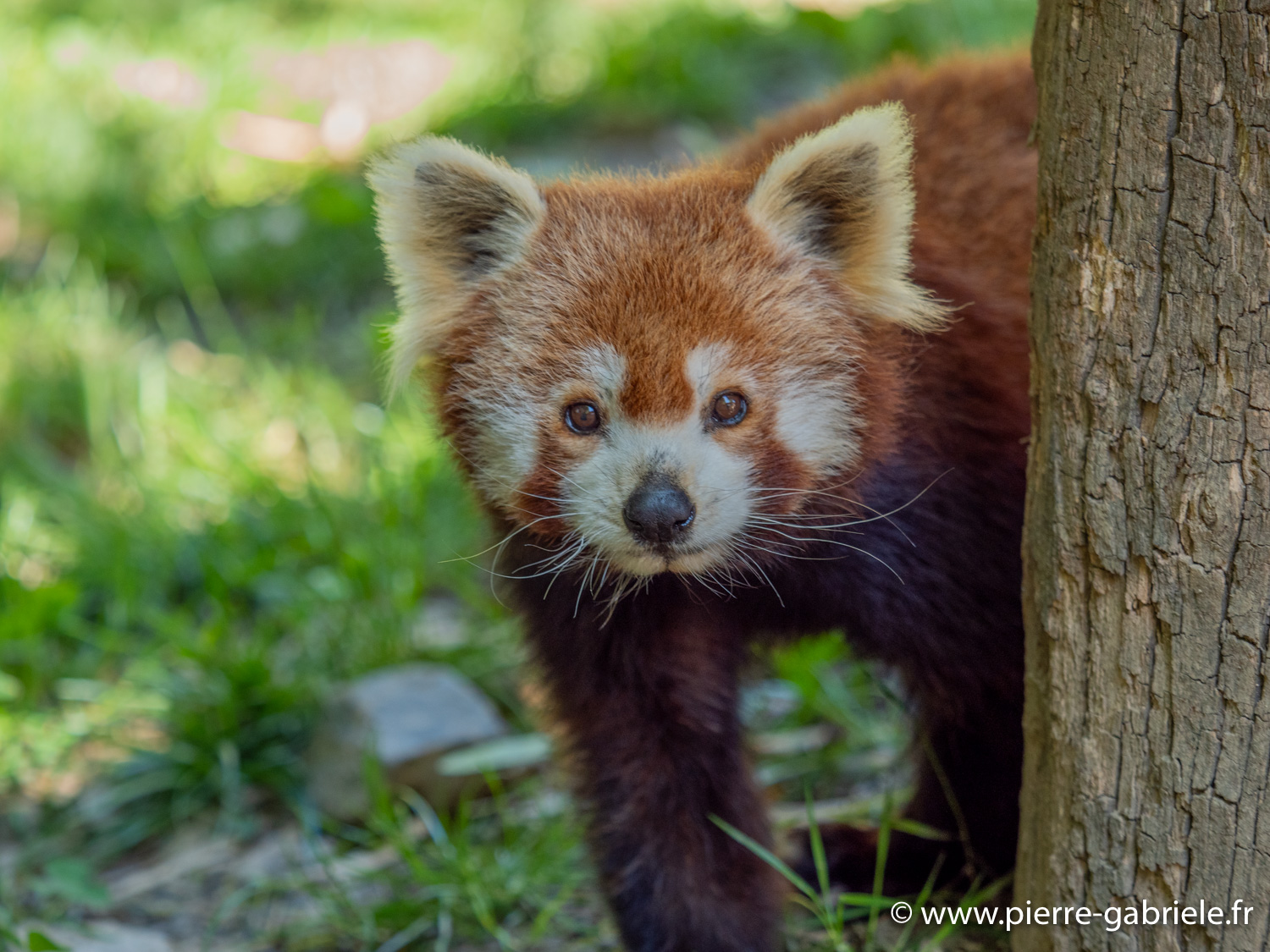 panda-g91_6074.jpg