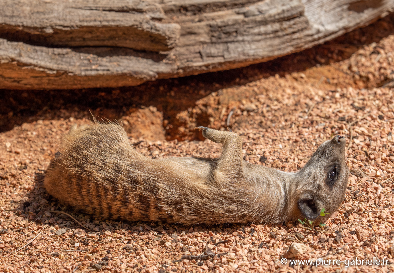 surycat-g91_6064.jpg