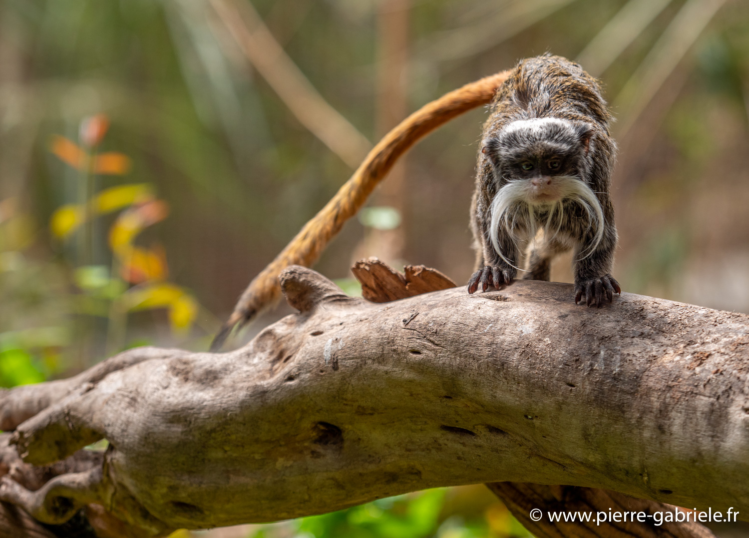 tamarin-empereur-g91_6154.jpg