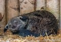 binturong-g91_6068