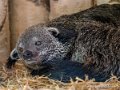 binturong-g91_6069