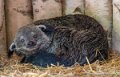 binturong-g91_6070