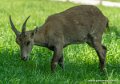 bouquetin-g91_6109