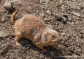 chien-de-prairie-g91_6114