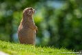 chien-de-prairie-g91_6115