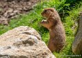 chien-de-prairie-g91_6117