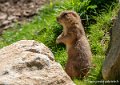 chien-de-prairie-g91_6118