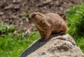 chien-de-prairie-g91_6119