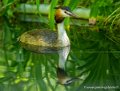 grebe-huppe-g91_6030