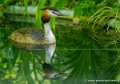 grebe-huppe-g91_6031